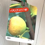 いちじく 苗の価格比較なら 21年10月 Biggo