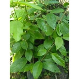 Pokok Herba Price Promotion Jun 2021 Biggo Malaysia