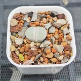 多肉植物石頭玉的價格推薦 21年9月 比價比個夠biggo