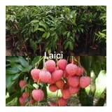 Pokok Laici Berbuah Price u0026 Promotion - Jan 2022 BigGo Malaysia