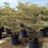 Pokok Bucida Putih Price Promotion Nov 2021 Biggo Malaysia