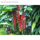 Sepit Udang Pokok Price Promotion Jun 2021 Biggo Malaysia