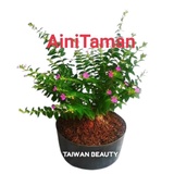 Harga Bunga Taiwan Beauty Terbaru Mei 2021 Biggo Indonesia
