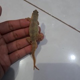 Harga Cicak Ekor Cabang Terbaru November 2021 Biggo Indonesia