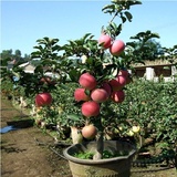 Dwarf fruit trees for sale in malaysia