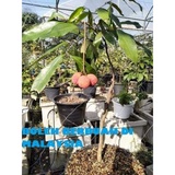 Pokok Laici Price u0026 Promotion - Jan 2022 BigGo Malaysia