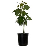 アボカド 苗の価格比較なら 21年9月 Biggo