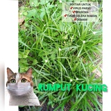 Rumput Kucing Helikopter Price u0026 Promotion - Nov 2021 BigGo Malaysia