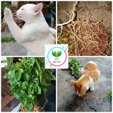 Rumput Kucing Pokok Price u0026 Promotion - Nov 2021 BigGo Malaysia