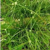 Rumput Kucing Sakit Price u0026 Promotion - Nov 2021 BigGo Malaysia