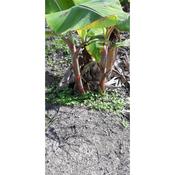 Anak Pokok Pisang Berangan Price Promotion Nov 2021 Biggo Malaysia