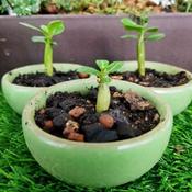 Adenium Seeds 富贵花种子best Price In May 22 Biggo Singapore