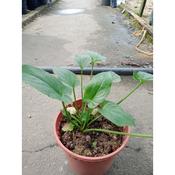Keladi Tikus Pokok Price Promotion Nov 2021 Biggo Malaysia