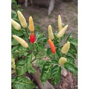 Cili Padi Putih Seeds Price Promotion Nov 2021 Biggo Malaysia