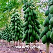 Biji Benih Betik Papaya Price u0026 Promotion - Jan 2022 BigGo Malaysia