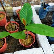 Ketapang Pokok Price Promotion Nov 2021 Biggo Malaysia