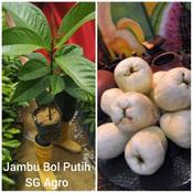 Anak Pokok Jambu Bol Putih Price Promotion Nov 2021 Biggo Malaysia