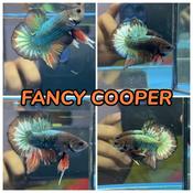 Fancy Betta Fish Price Promotion Nov 2021 Biggo Malaysia