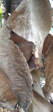 Harga Klaras Daun Pisang Terbaru November 2021  BigGo Indonesia