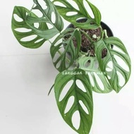 tanaman hias monstera janda bolong-janda bolong