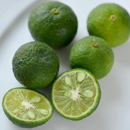 bibit jeruk limau/jeruk sambal