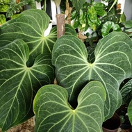 bonggol anthurium kuping gajah kalong