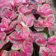 Aglaonema Wulandari