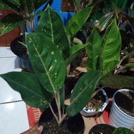 AGLONEMA BIGROY HIJAU. aglonema big roy hijau
