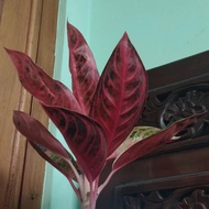 bibit bonggol aglonema red Sumatra mutasi