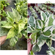 Berjaya Plant Nursery - Pokok Duit/Epipremnum/Money Plant(Pokok Hidup/Pokok Hiasan Dalam Rumah/Real Live Indoor Plant)