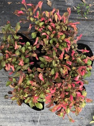 Berjaya Plant Nursery - Alternanthera Red(Pokok Bunga Merah Hidup/Pokok Hiasan Luar Rumah/Real Live Outdoor Plant)