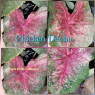 Caladium Chicken Decha, keladi Ayam Thai