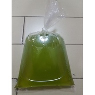 Green Water for Daphnia. 1Litre.