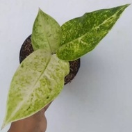 Tanaman hias aglonema bigroy putih baby