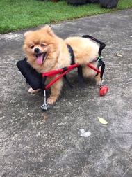วีลแชร์สุนัข อ่อนแรง4ขา ขนาดไซส์ S. สัตว์เลี้ยง รถเข็น wheelchair dog สำหรับ **ติดต่อร้านค้าก่อนสั่งซื้อ**โดยสัตวแพทย์