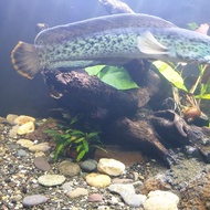 channa barca