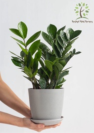 Berjaya Plant Nursery - Money Tree/Zamioculcas Zamiifolia(Pokok Bunga Hidup/Pokok Hiasan Dalam Rumah/Live Indoor Plant)