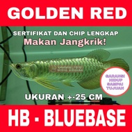 Arwana / Arowana Golden Red Highback HB - BLUEBASE ukuran +-25 Cm