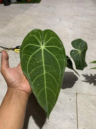 anthurium kuping gajah kalong