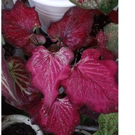 keladi rare thailand caladium red clember