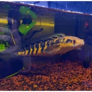 channa maru ys 8-10cm anakan