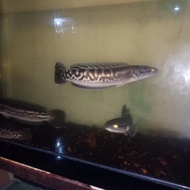ikan gabus toman 30cm
