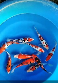 bibit ikan koi 10-13