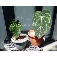 Anthurium Crystallinum Dark Form [ LIVE Indoor Plant ] [ Pot Included ] [ Desk Plant ] [ Centerpiece Plant ]
