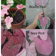 Caladium Rare 7 Luck/ sexy pink/Thai Beauty@Beauty Thai/watermelon