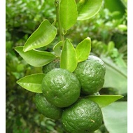 bibit buah jeruk limau / tanaman buah jeruk limau
