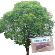Narra Tree Seeds (3pcs/Pack) without Shellseeds UUEC
