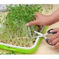 Trays for growing hydroponic vegetables with wheat grass, cat grass
