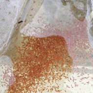 Kutir Giant Water Lice / daphnia magna Natural Fish Feed Feed per Packaging