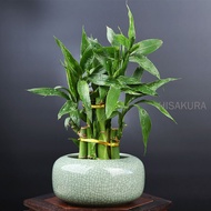 ✢Horticulture Ikebana Art Solid Black Firing Pottery Hydroponic Container Ceramic Table Vase Flower Vase